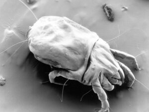 Indoor Air Pollutants